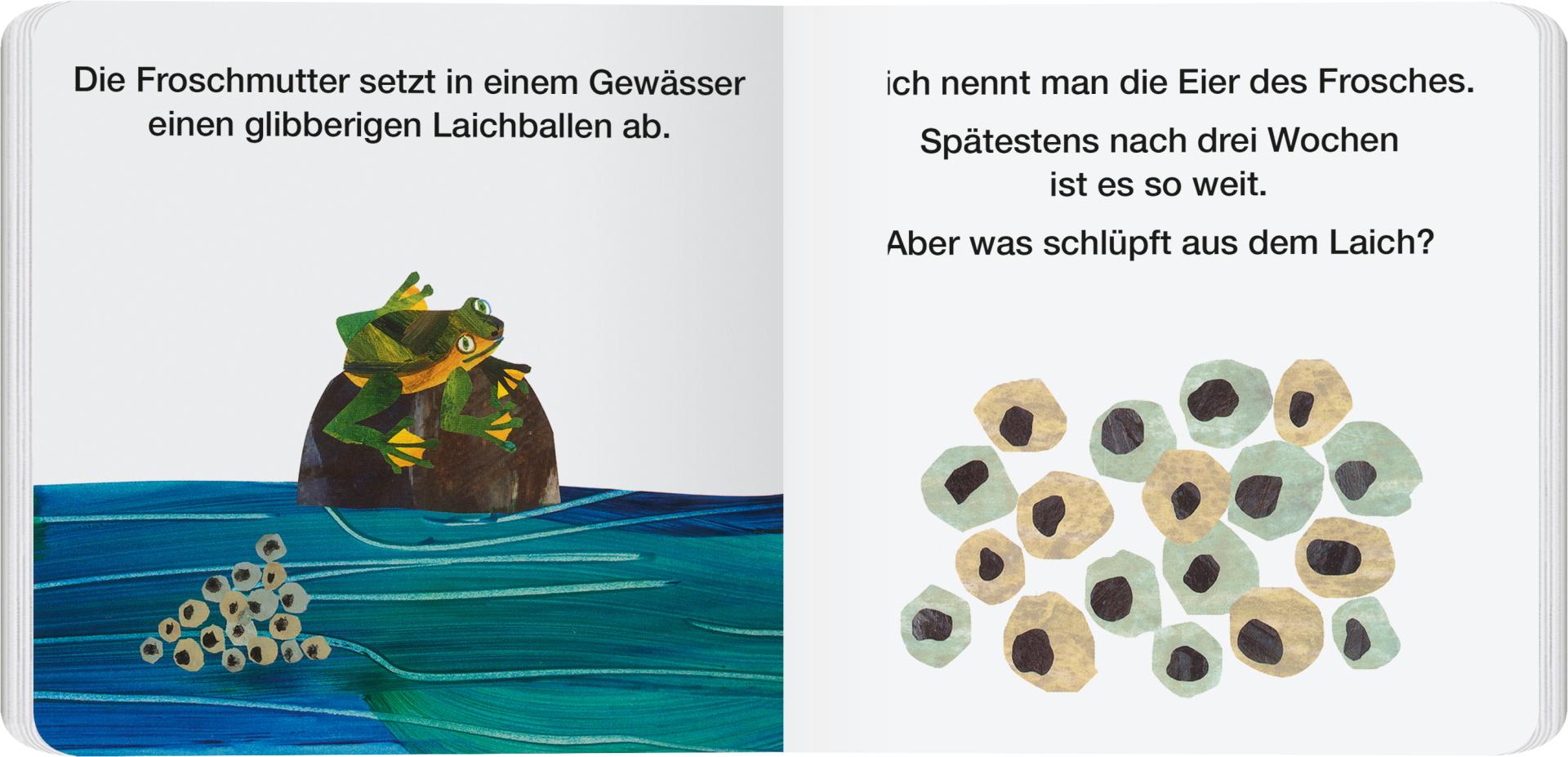 Von der Kaulquappe zum Frosch