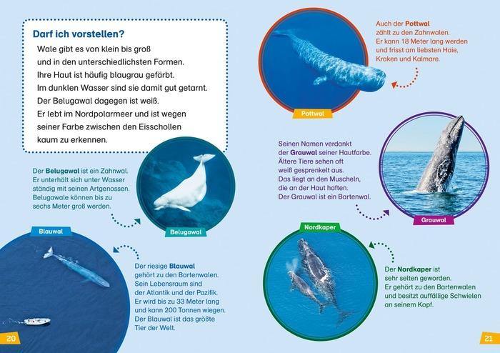 WIW Erstes Lesen Wale und Delfine - WELTENTDECKER